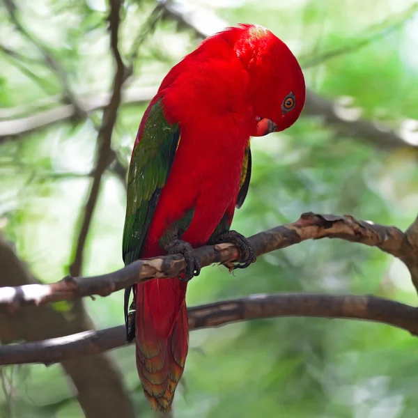 Lorikeet — Stock Photo, Image