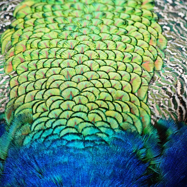 Pluma de Peafowl verde —  Fotos de Stock