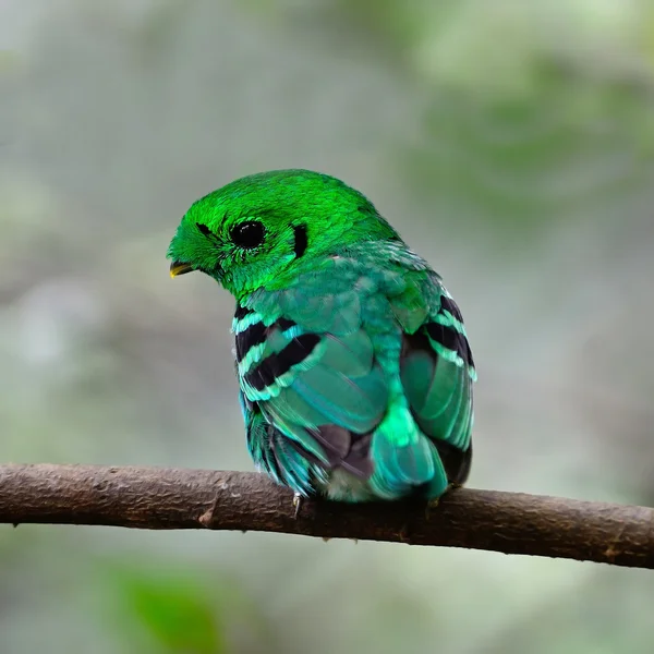 Αρσενικό πράσινο broadbill — Φωτογραφία Αρχείου