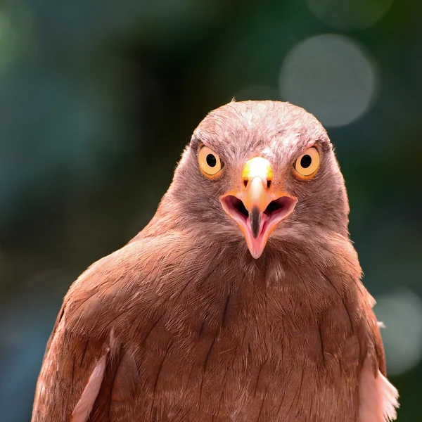 Buzzard ruivo-alado — Fotografia de Stock