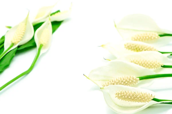 Spathiphyllum — Stock Photo, Image