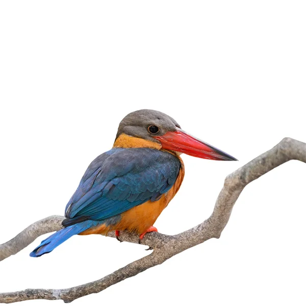 Kingfisher à bec de cigogne — Photo