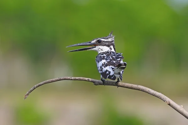 Manliga pied kingfisher — Stockfoto