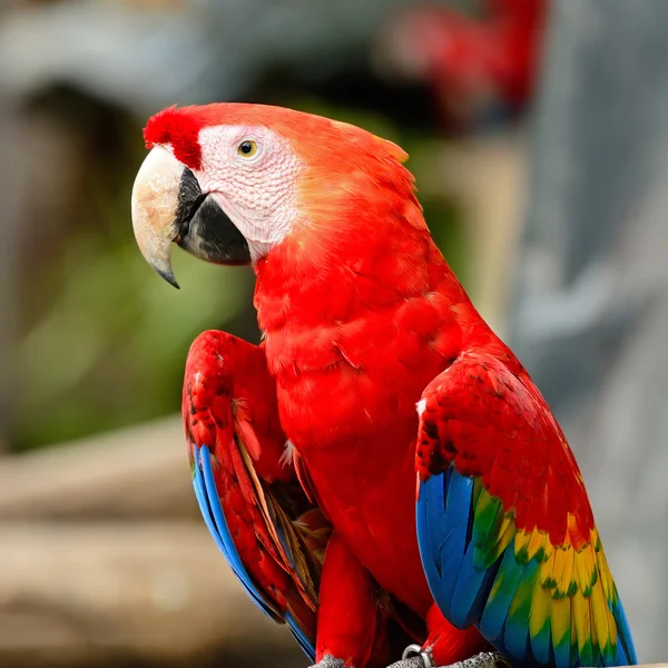 Guacamayo escarlata —  Fotos de Stock