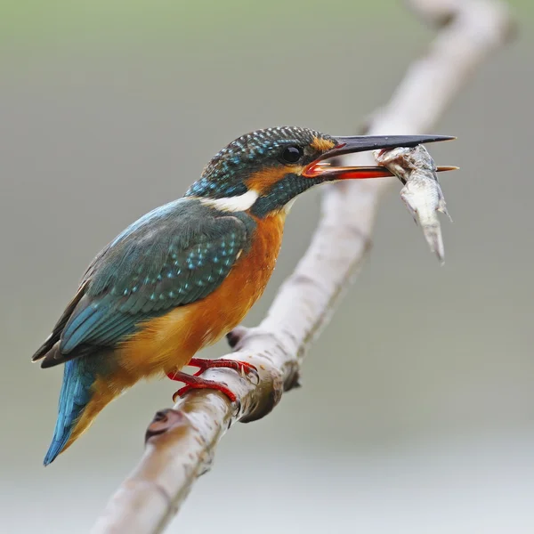 Common Kingfisher — Stock Photo, Image