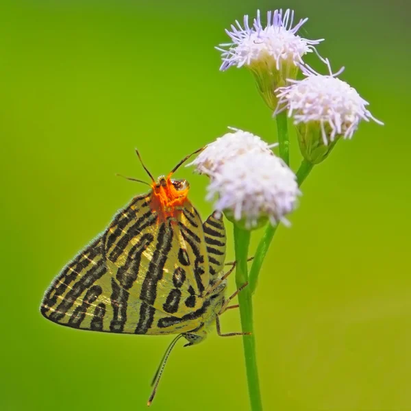 Mariposa. — Foto de Stock