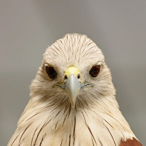 Brahminy Kite — Stock Photo, Image