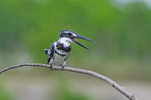 Maschio Pied Kingfisher — Foto Stock