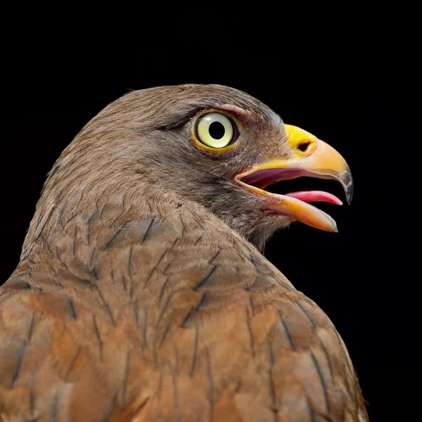 Rödstjärtad bevingade buzzard — Stockfoto