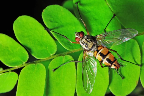 Makro překrýt portrét — Stock fotografie