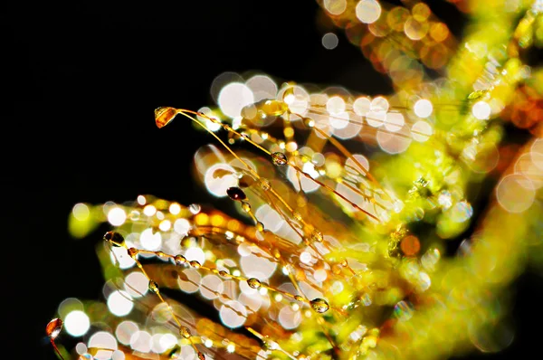 Water and moss boken background — Stock Photo, Image