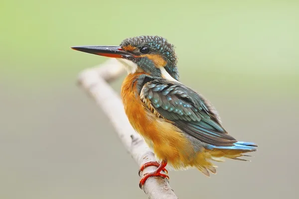 Common Kingfisher — стоковое фото