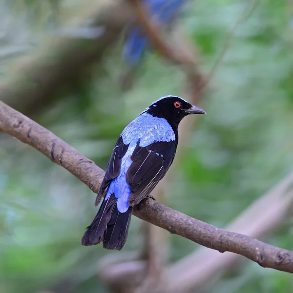 Male Asian Fairy Bluebird — Stock Photo, Image