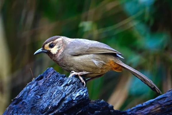 Bílý starý laughingthrush — Stock fotografie