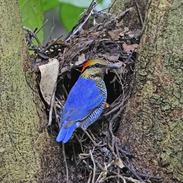 Mannelijke blauwe pitta — Stockfoto