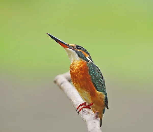 Eisvogelweibchen — Stockfoto