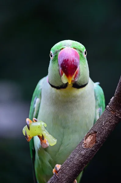 Male Alexandrine Parakeet — Stock Photo, Image