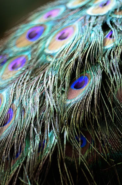 緑クジャクの羽 — ストック写真