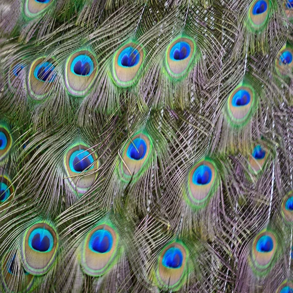 Green Peafowl feather — Stock Photo, Image