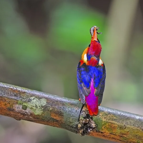 Femelle Kingfisher à dos noir — Photo