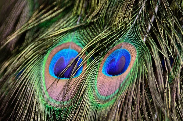 Green Peafowl feather — Stock Photo, Image