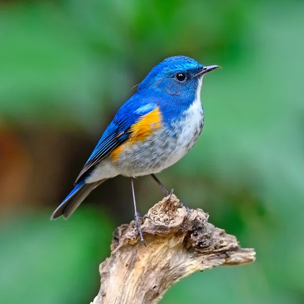 Cola azul del Himalaya — Foto de Stock