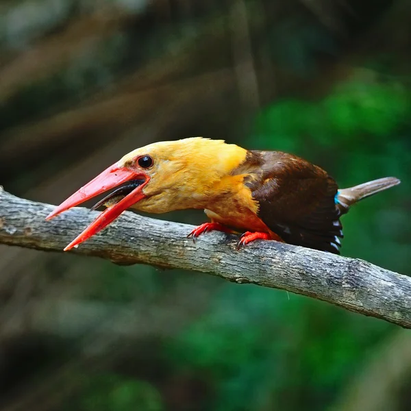 Macho Marrón alado Kingfisher —  Fotos de Stock