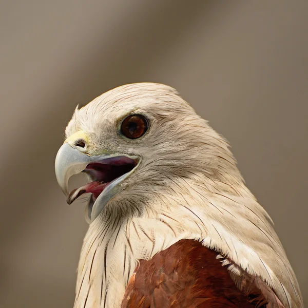 Brahminy Kite — Stock Photo, Image