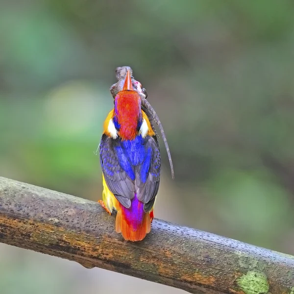 Macho negro respaldado Kingfisher — Foto de Stock