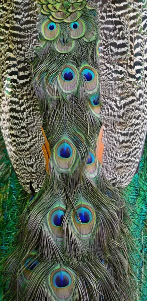 Green Peafowl feather — Stock Photo, Image
