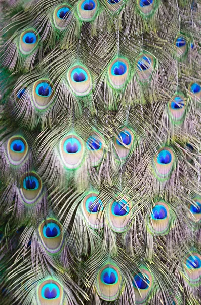 Pluma de Peafowl verde — Foto de Stock