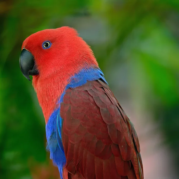 Eclectus papağanı — Stok fotoğraf