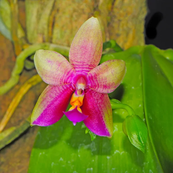 Hybryda Phalaenopsis — Zdjęcie stockowe