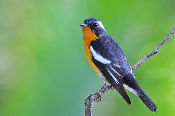 Mugimaki-Fliegenschnäpper — Stockfoto