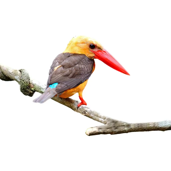 Brown-winged Kingfisher — Stock Photo, Image