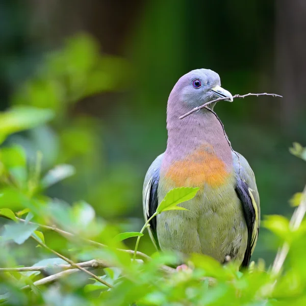 Mâle Pigeon vert à cou rose — Photo