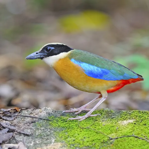 Blåvingad pitta — Stockfoto