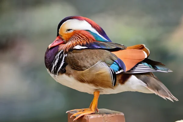 Mandarijn-eend — Stockfoto