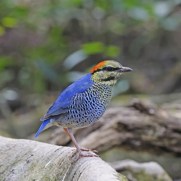 Masculino Azul Pitta — Fotografia de Stock