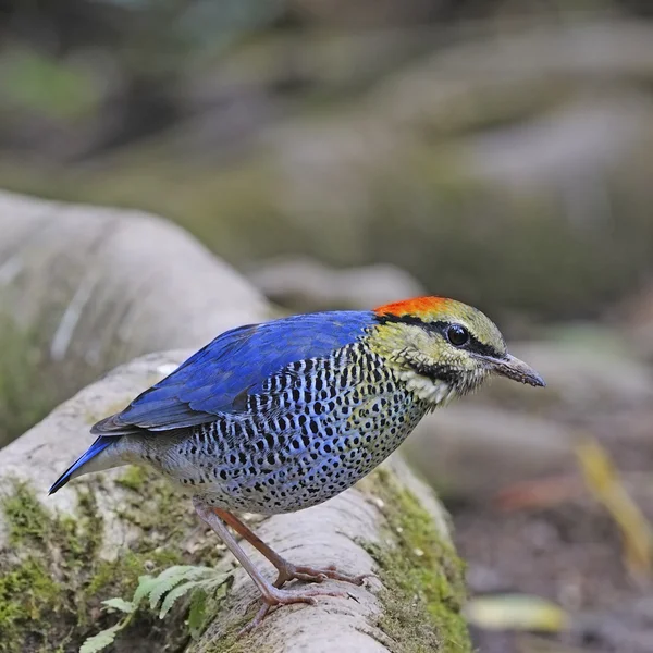 Manliga blue pitta — Stockfoto