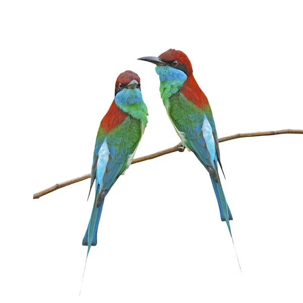 Blue-throated Bee-eater — Stock Photo, Image