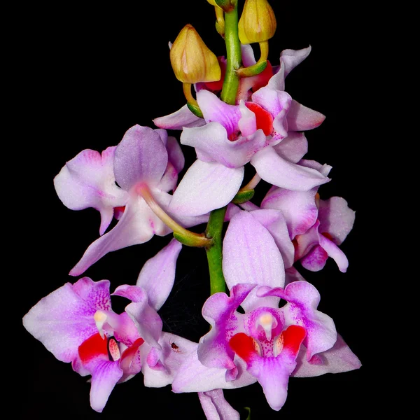 Phalaenopsis hybrid — Stock Photo, Image