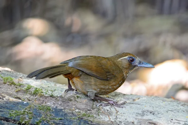 자리 가슴 laughingthrush — 스톡 사진