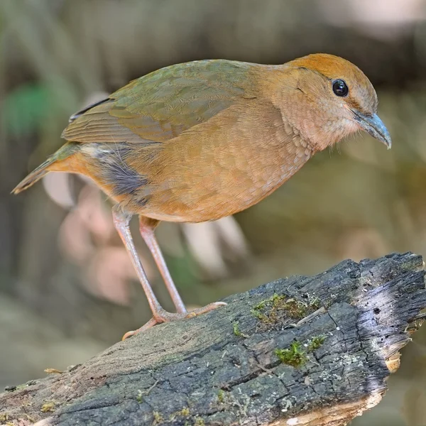 Kobieta zardzewiały naped pitta — Zdjęcie stockowe