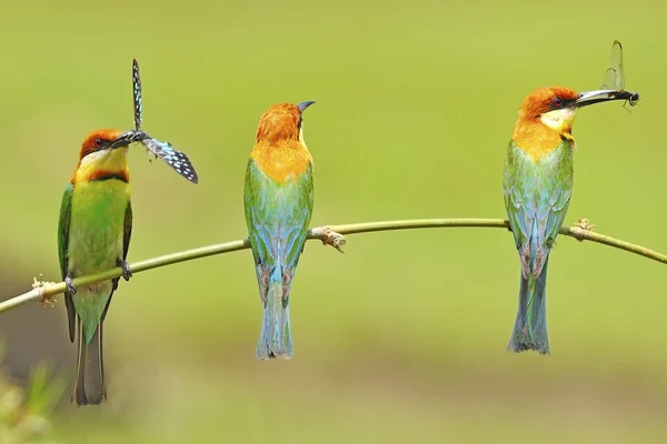 Kaštan vedl bee-eater — Stock fotografie