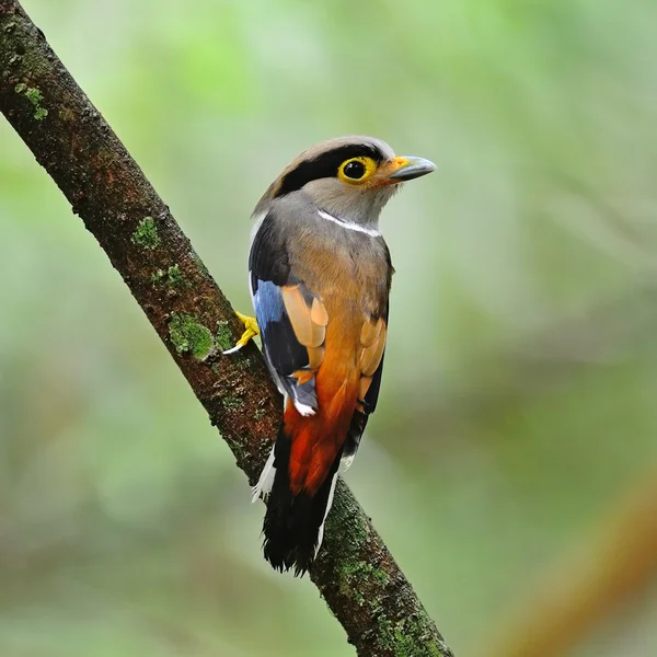 Kobieta broadbill złotawy srebrny — Zdjęcie stockowe