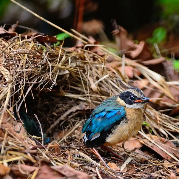 Junges blauflügeliges Pitta — Stockfoto