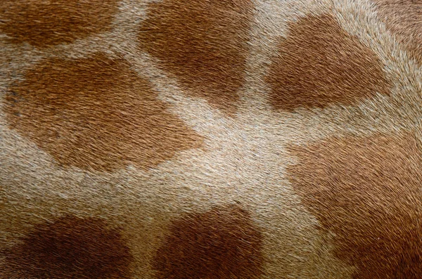 Giraffe huid — Stockfoto