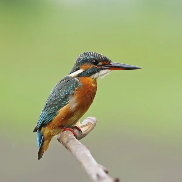 Eisvogelweibchen — Stockfoto