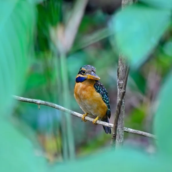 Rufous 襟カワセミ — ストック写真